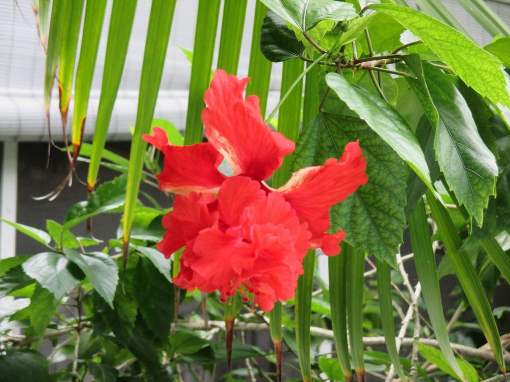 Coco Plum Inn Key West Exterior foto